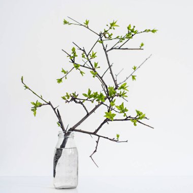 güzel şube bir cam vazo içinde. izole beyaz arka plan