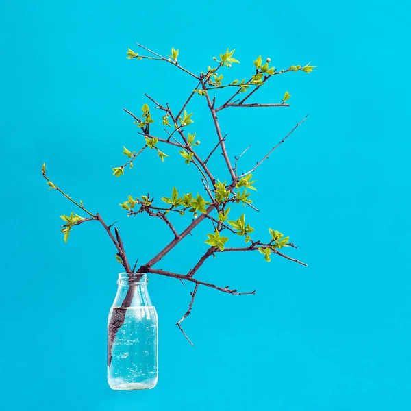 Bonita rama de un jarrón de vidrio. fondo azul aislado — Foto de Stock