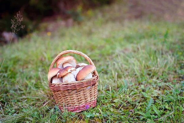 Pilze im Korb auf der Wiese — Stockfoto