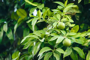 Yeşil bir ağaç üzerinde limonu.