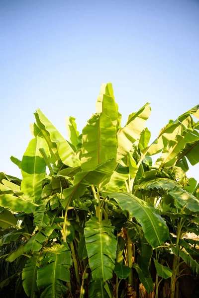 Pequeño bananero — Foto de Stock