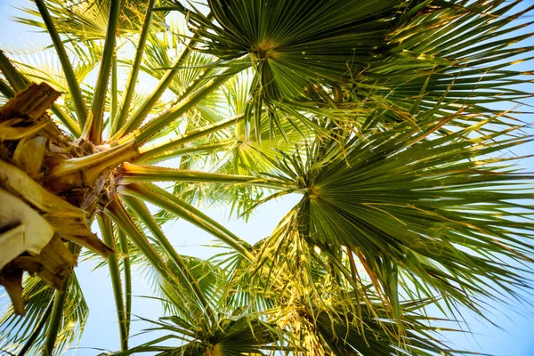 Palmboom onder de blauwe hemel. Stockafbeelding