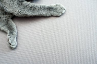 gri arka plan üzerinde yalan kedi,