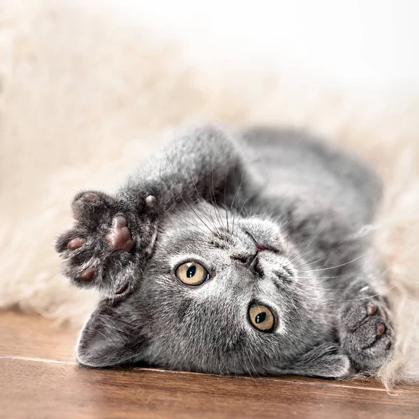 Kitten sleeps on fur — Stock Photo, Image