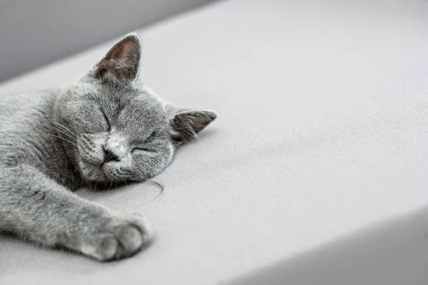 Chat couché sur fond gris , — Photo