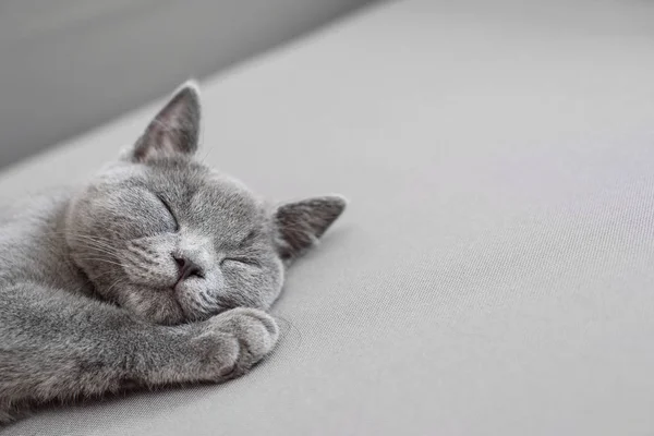 Cat lying on grey background, — Stock Photo, Image