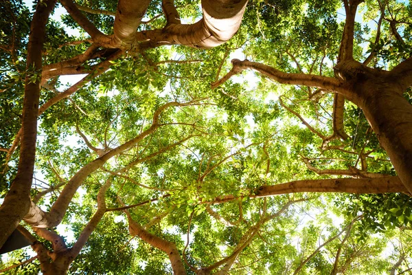 Solljus genom grön Tree Crown — Stockfoto