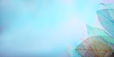 Mevsimlik arka plan, iskelet yapraklarda yakın çekim