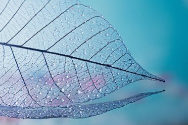 Mevsimlik arka plan, iskelet yapraklarda yakın çekim