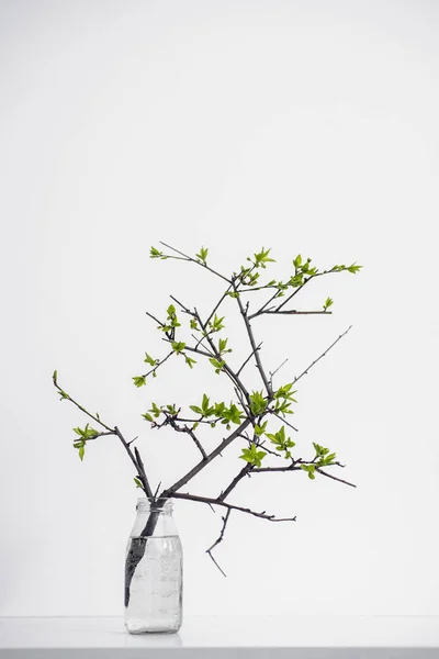 Exploração planta ramo verde no branco — Fotografia de Stock