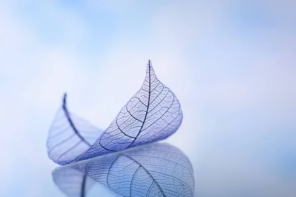 Skelettblätter auf blauem Hintergrund, Nahaufnahme — Stockfoto