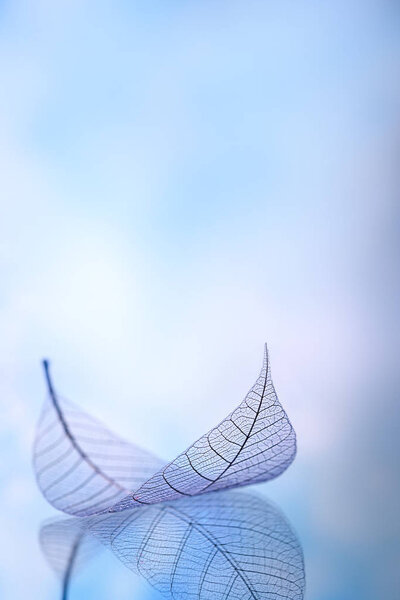 Skeleton leaves on blured background, close up