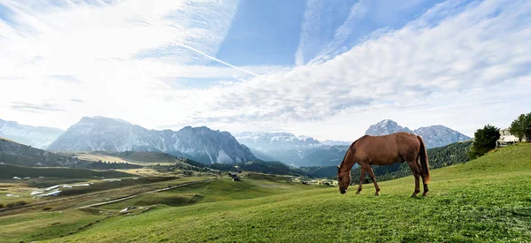 Konia na pastwisku w dolinie górskiej — Zdjęcie stockowe