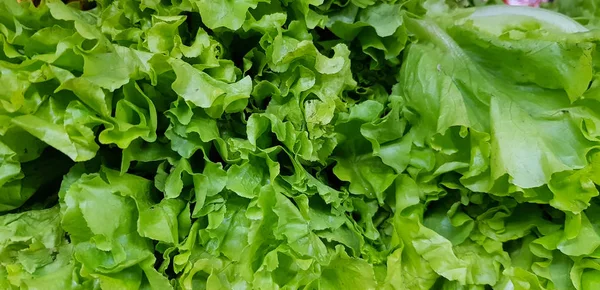 Frische Salatblätter auf dem Gemüsemarkt zum Verkauf — Stockfoto