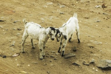 iki keçiler başlarını rahat bir ruh hali içinde sürtünme