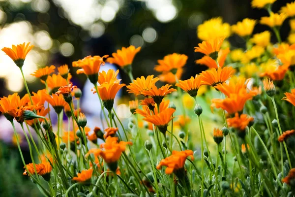 属 Jacobaea 尋常性黄色オレンジ色の花側ビュー植物園芸 — ストック写真