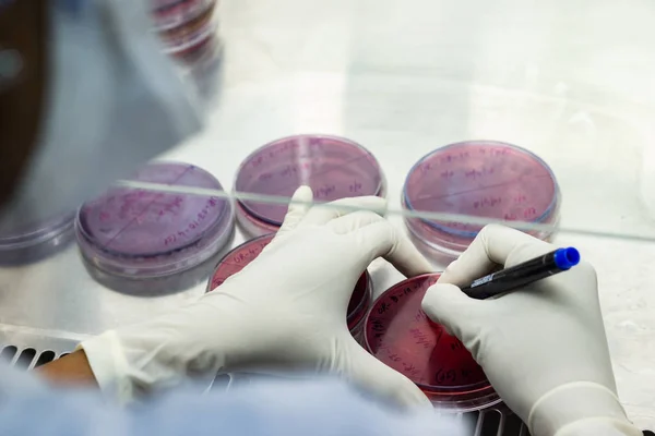 Trabajador de laboratorio etiquetando una placa de cultivo placa petri con rotulador negro dentro de una campana de humo aséptica en una instalación de laboratorio de microbiología — Foto de Stock