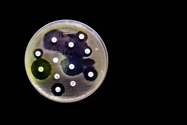 Placa de cultura de crescimento bacteriano mostrando sensibilidade antibiótica em seu padrão de colônia isolada em fundo preto — Fotografia de Stock