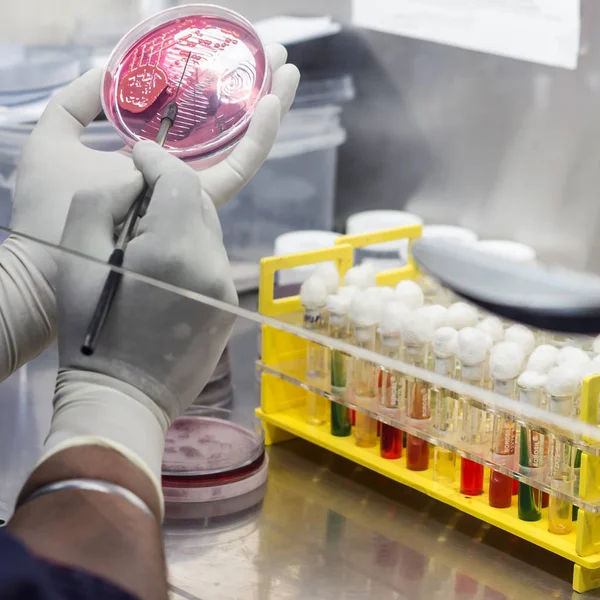 Inoculatie op mac conkey agar op een plaat van de cultuur met behulp van inoculatie lus door wetenschapper binnen zuurkast in laboratorium microbiologie — Stockfoto