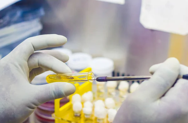Bakteriális beoltása a kémcsőbe sárga agar táptalaj beoltása hurok belsejében szagelszívóval tudós segítségével a mikrobiológiai laboratóriumban — Stock Fotó