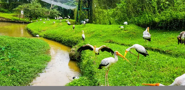 Flamingo madarak Kl madár Park, Malajzia 2017 nyáj — Stock Fotó