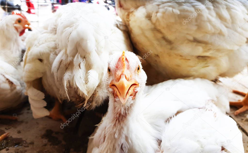 portrait of white albino broiler chicken in cage in butcher shop