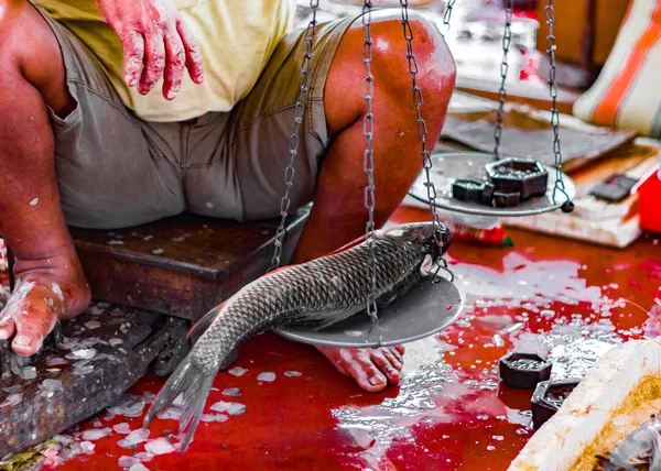 Fischer-Händler, der ganze Katla-Rohu-Fische in gemeinsamer Waage mit Gegengewichten wiegt, die auf dem indischen Fischmarkt in Kolkata zum Verkauf stehen — Stockfoto