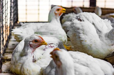 Beyaz ızgara Murgi tavukları süpermarkette bir kafeste.