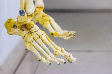 insan ayak anatomisi beyaz arka planda gösterilen tarsal metatarsal ve parmak kemikleri kemik Belden kırma modeller