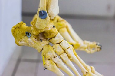 insan ayak bileği eklem anatomi beyaz arka planda gösterilen tarsal metatarsal ve parmak kemikleri kemik Belden kırma modeller