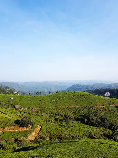 Paisagem foto de jardim de chá em Munnar, Kerala, com céu azul um — Fotografia de Stock