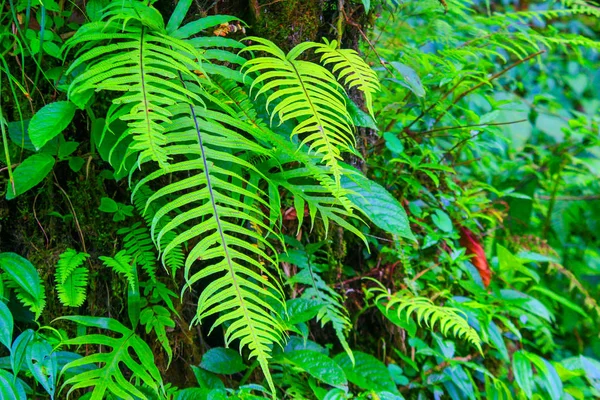 Fougère verte et autres plantes et laisse de la végétation sur les murs d'une forêt tropicale — Photo