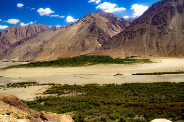 Hindistan 'da ladakh, Jammu ve Kashmir' de bir çölde çorak bir dağın yüksek dinamik aralığı altında yeşil Himalaya bitkisi.