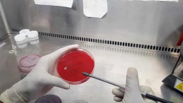 Inoculación de la muestra de pus en una placa de cultivo de agar de sangre por un asa de inoculación — Vídeos de Stock
