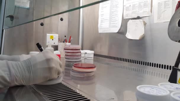 Labelen van kweekplaat door merker met handschoen in een zuurkast in een microbiologielab — Stockvideo