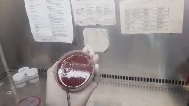Inoculação da amostra em uma placa de cultura de ágar chocolate por uma alça de inoculação usando um traçado circular — Vídeo de Stock