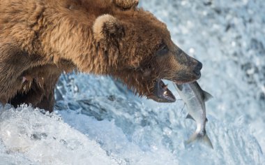 Alaska boz ayı yakalamak somon