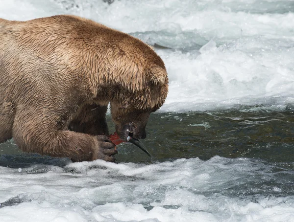 Niedźwiedź brunatny Alaskan jedzenie łosoś — Zdjęcie stockowe