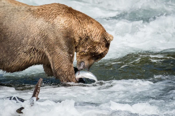Alaskan brunbjörn äta lax — Stockfoto