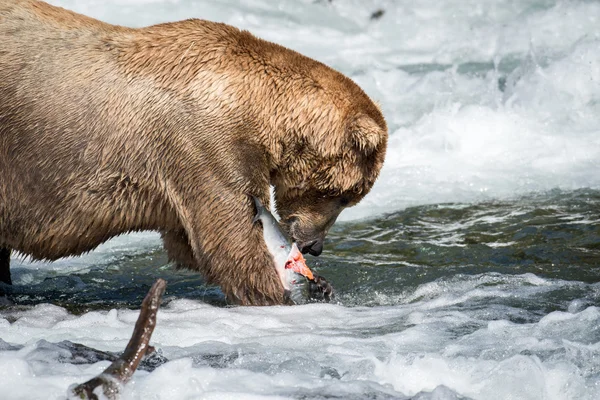 Ours brun de l'Alaska mangeant du saumon — Photo
