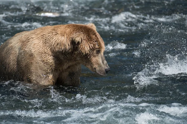 Niedźwiedź brunatny Alaski w rzece Brooks — Zdjęcie stockowe