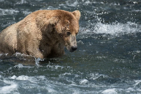 Alaskan brown bear in Brooks River — Stock Photo, Image