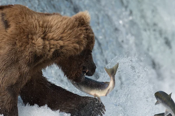 Orso bruno dell'Alaska cattura del salmone — Foto Stock