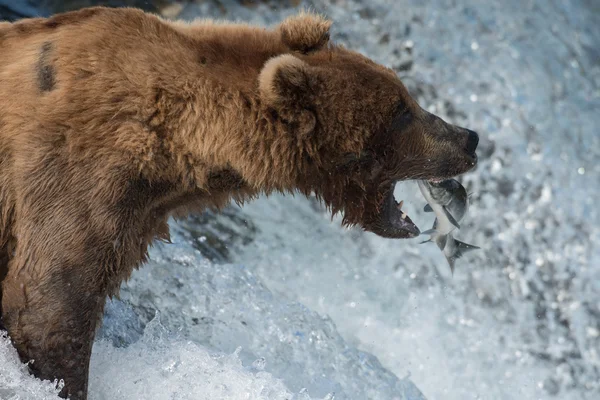 Orso bruno dell'Alaska cattura del salmone — Foto Stock