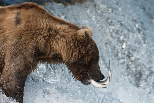 阿拉斯加棕熊捕鲑鱼 — 图库照片
