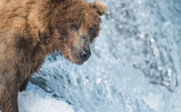 Urso pardo do Alasca captura salmão — Fotografia de Stock