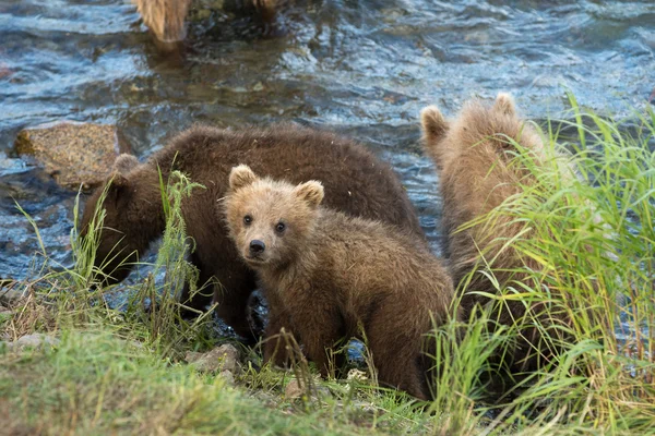 Cute brown bear cubs — Stock Photo, Image