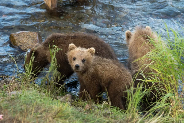 Aranyos barna medve kölykeit — Stock Fotó