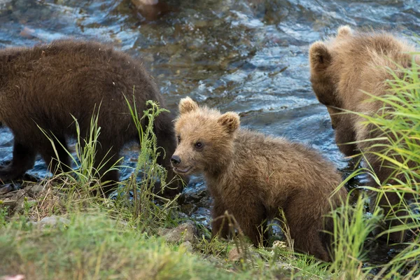 Søde brune bjørn unger - Stock-foto