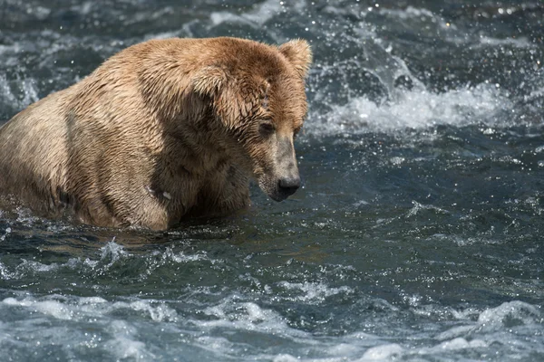 Alaskan brown bear in Brooks River Stock Photo